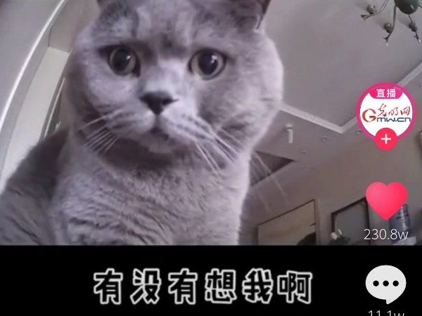 疫情當(dāng)前，安防監(jiān)控?cái)z像頭下的“寵物”讓人淚目